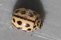 Tytthaspis sedecimpunctata