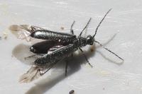 Dasytes aeratus
