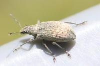 Polydrusus cervinus