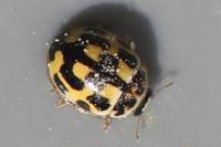 Propylea quatuordecimpunctata
