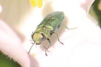 Anthaxia nitidula