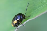 Cryptocephalus moraei