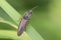 Athous haemorrhoidalis