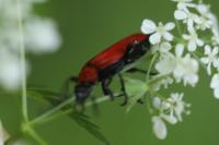 Pyrochroa coccinea