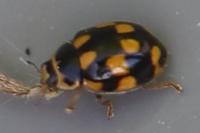 Propylea quatuordecimpunctata