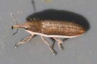 Lixus juncii