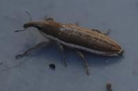 Lixus juncii