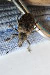 Liophloeus tessulatus