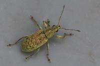 Polydrusus cervinus