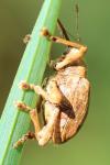 Curculio pellitus
