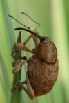 Curculio pellitus