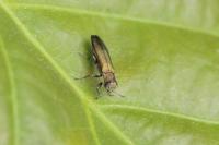 Agrilus