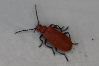Pyrochroa serraticornis