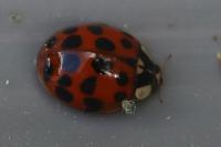 Harmonia axyridis