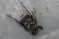 Valgus hemipterus