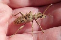 Rhagium sycophanta