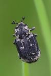 Valgus hemipterus