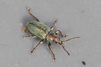 Phyllobius betulinus