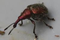Rhynchites auratus