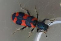 Trichodes alvearius