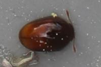 Stilbus testaceus