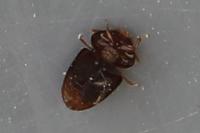 Stilbus testaceus