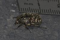 Oxythyrea funesta