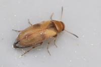 Anaspis maculata