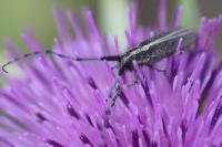 Agapanthia