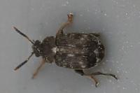 Bruchus