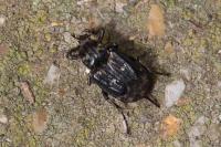 Valgus hemipterus