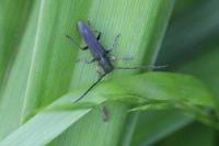 Phytoecia cylindrica