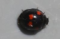 Exochomus quadripustulatus