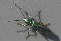 Oedemera nobilis