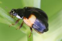 Adalia decempunctata