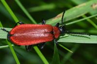 Pyrochroa coccinea