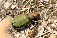 Cicindela campestris