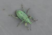 Polydrusus planifrons