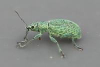 Polydrusus planifrons