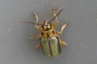 Xanthogaleruca luteola