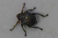 Mononychus punctumalbum