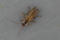 Cantharis decipiens