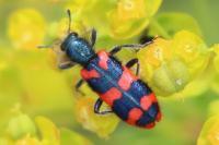 Trichodes alvearius