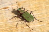 Cicindela campestris