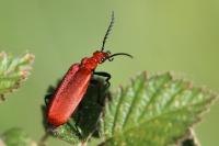 Pyrochroa serraticornis