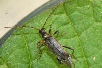 Grammoptera ruficornis