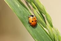Hippodamia variegata