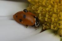 Hippodamia variegata