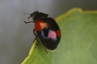 Adalia bipunctata