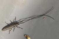 Calamobius filum